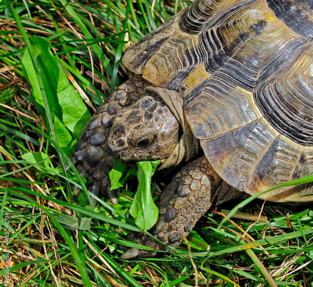 Greek tortoise, spur-thighed tortoise // Maurische Landschildkröte (Testudo graeca) Greek tortoise, spur-thighed tortoise // Maurische Landschildkröte (Testudo graeca)