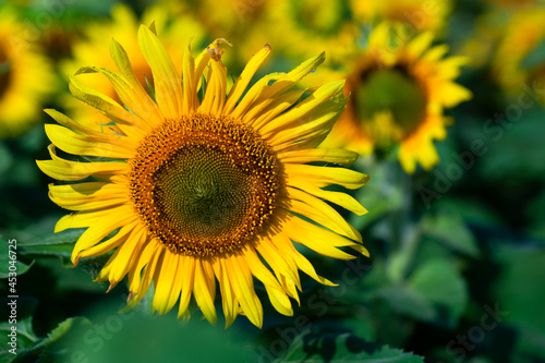Sunflower on summer background.Selective focus.Sunflowers field background.close up of sunflower texture