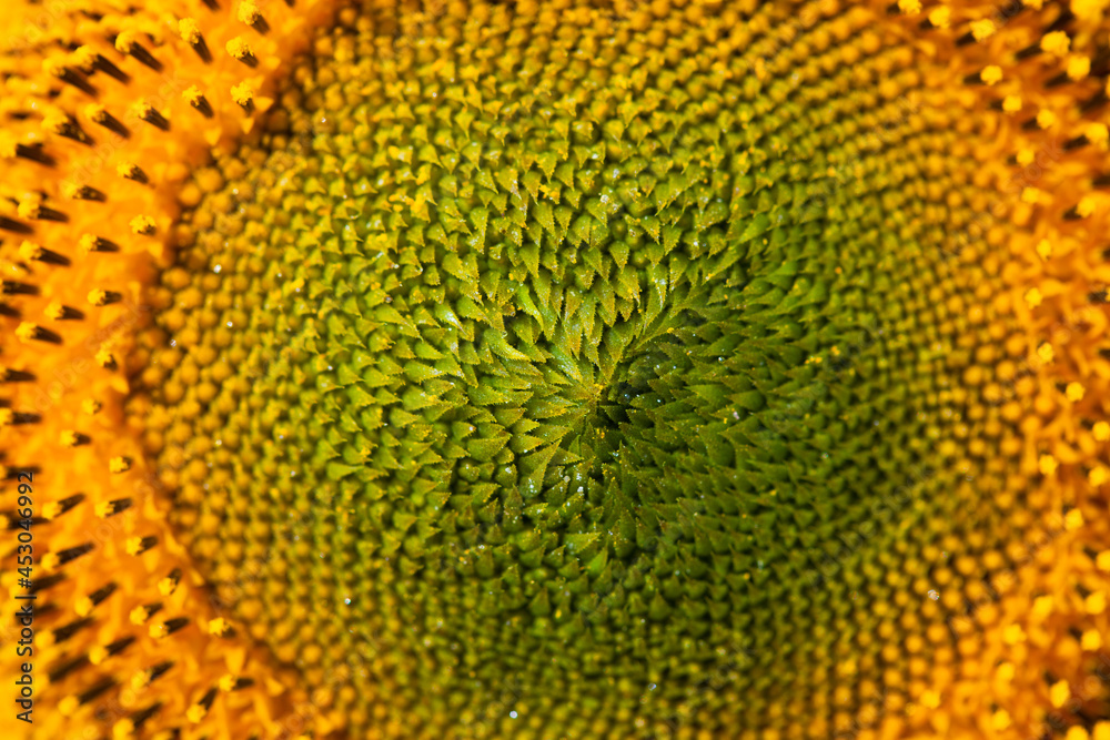 Sunflower on summer background.Selective focus.Sunflowers field background.close up of sunflower texture Sunflower on summer background.Selective focus.Sunflowers field background.close up of sunflower texture