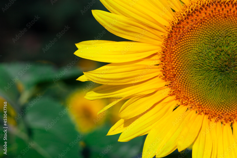 Sunflower on summer background.Selective focus.Sunflowers field background.close up of sunflower texture Sunflower on summer background.Selective focus.Sunflowers field background.close up of sunflower texture