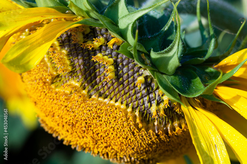 Seeds in wilted sunflower in the field in summer