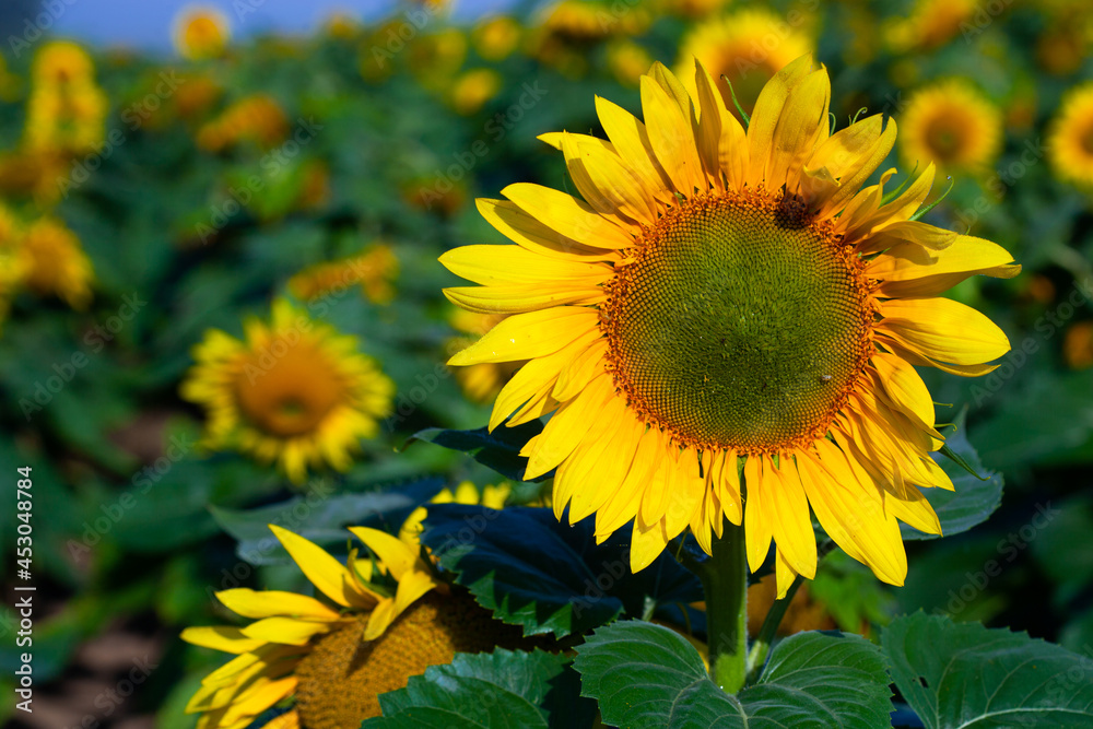 Fototapeta premium Sunflower on summer background.Selective focus.Sunflowers field background.close up of sunflower texture