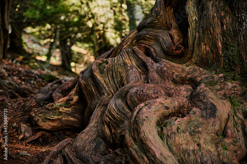 tree stump