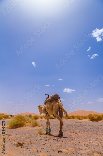 モロッコ　サハラ砂漠 © Yuki
