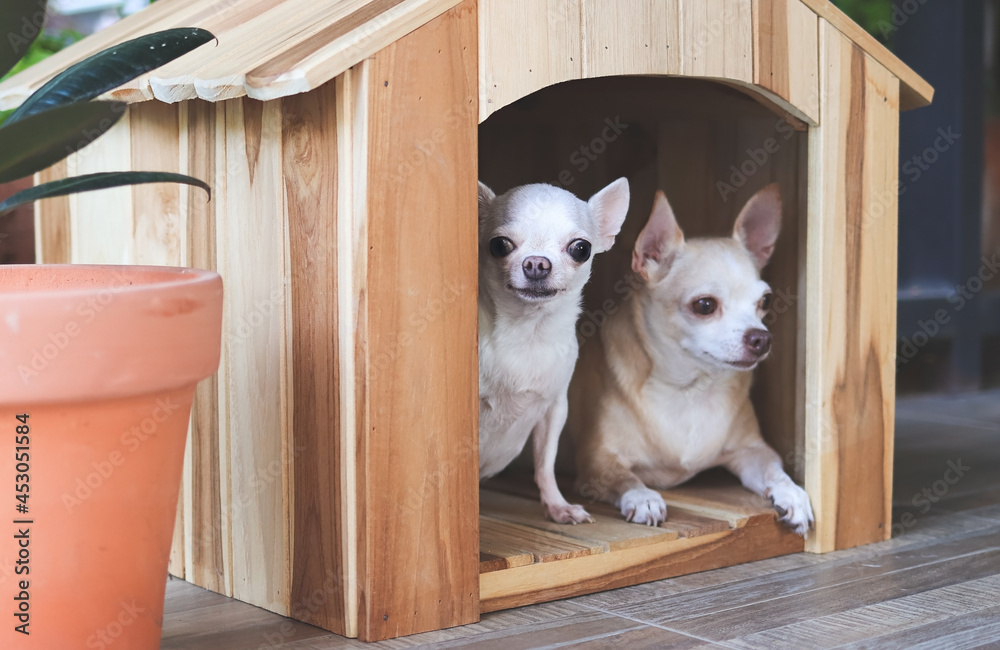  two different size  short hair  Chihuahua dogs sitting in wooden dog house, small dog looking at camera while big dog looking away.