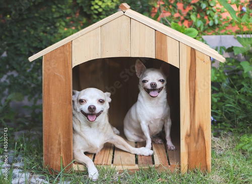 wo different size  short hair  Chihuahua dogs sitting in wooden dog house, smiling with their tongues out and looking at camera.