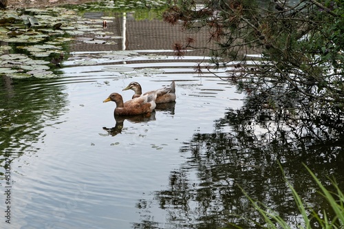 Zwei auf einem Teich schwimmende Enten