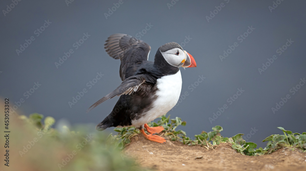 The atlantic puffin lives on the ocean and comes for nesting and breeding to the shore. They are seen in big numbers on Iceland The atlantic puffin lives on the ocean and comes for nesting and breeding to the shore. They are seen in big numbers on Iceland