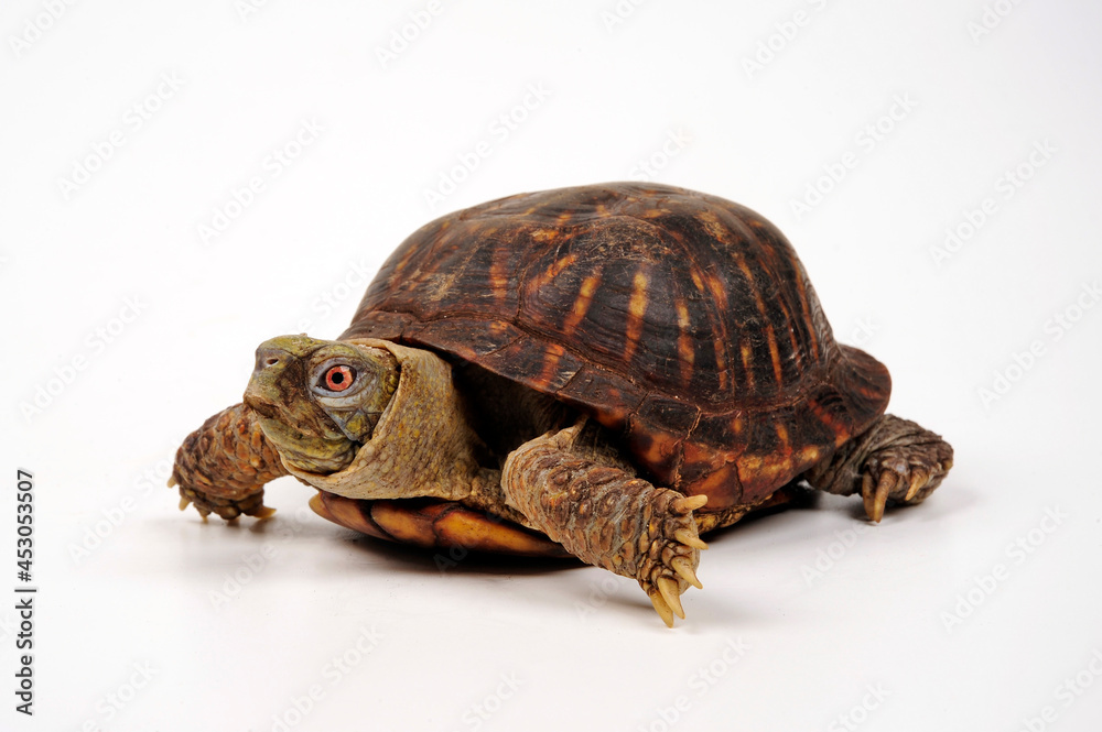 Obraz premium Schmuck-Dosenschildkröte // Western box turtle, Ornate box turtle (Terrapene ornata)
