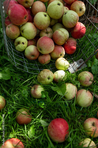 Scattered ripe apples on the grass in the garden. New harvest. Vitamins and healthy food from nature. Vertical.