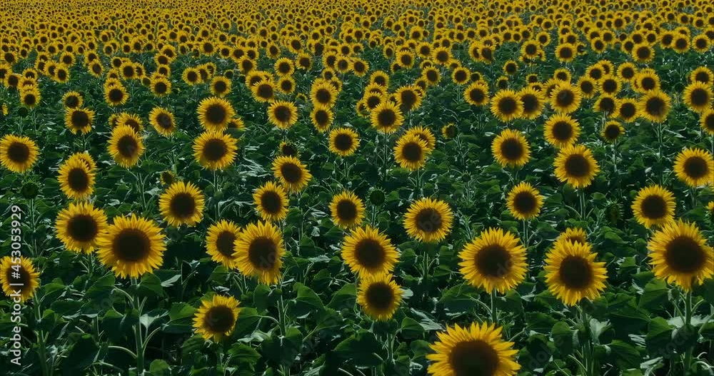 Close-up, large sunflowers in an endless field. Golden field of blooming sunflowers, a copter flying over the field. 4k, ProRes Close-up, large sunflowers in an endless field. Golden field of blooming sunflowers, a copter flying over the field. 4k, ProRes