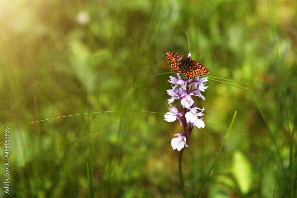 Butterfly on a purple flower, on a green meadow.