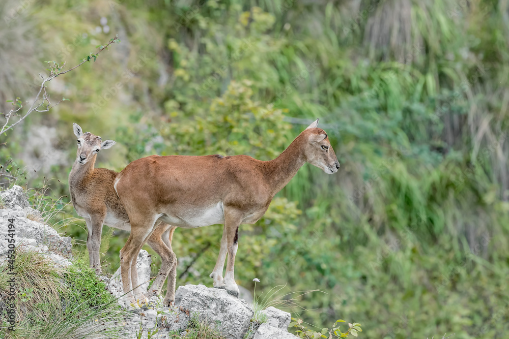 Wonderful portrait of European mouflons, female with its cub (Ovis aries musimon) Wonderful portrait of European mouflons, female with its cub (Ovis aries musimon)