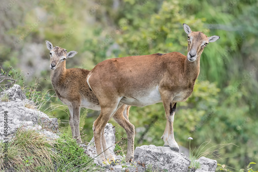 Fine art portrait of mouflon female with cub in the Alps mountains (Ovis aries musimon) Fine art portrait of mouflon female with cub in the Alps mountains (Ovis aries musimon)