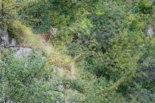 At the edge of the woodland, portrait of European mouflon female (Ovis aries musimon)