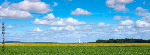 field with sunflowers under blue sky in french champagne ardennes landscape near city of reims © ahavelaar