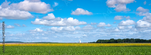 field with sunflowers under blue sky in french champagne ardennes landscape near city of reims photo