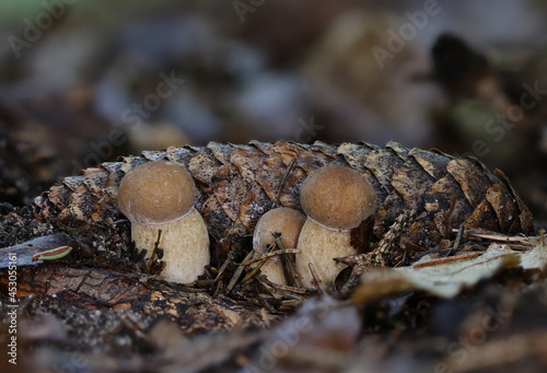 Wild forest mushroom macro closeup 