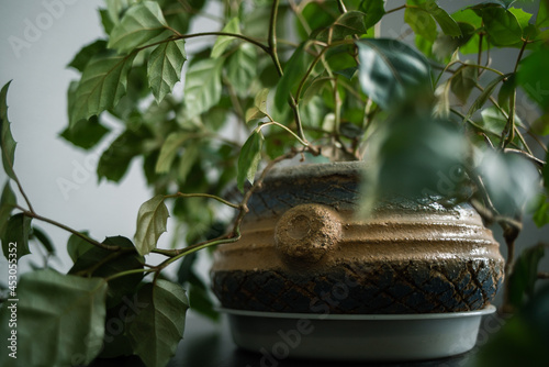 large deciduous home green plant in a beautiful clay retro pot on a table against a gray wall. Minimalism in the interior
