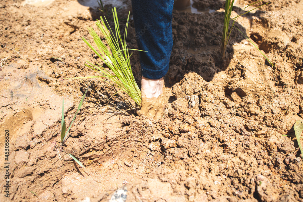People are planting in the middle of the field. There are seedlings in the field. There is water. There is soil, mud, in the sun. In Thailand, Asia.
People are planting in the middle of the field. There are seedlings in the field. There is water. There is soil, mud, in the sun. In Thailand, Asia.