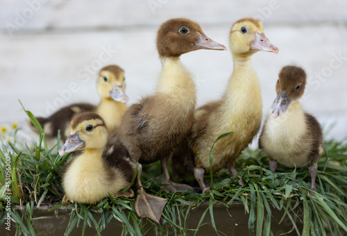 little ducklings on grass
