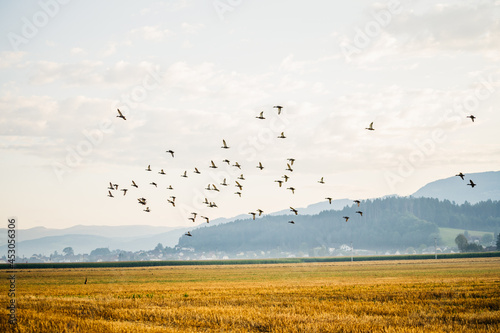 Vogelschwarm mit Feldhase © Marco