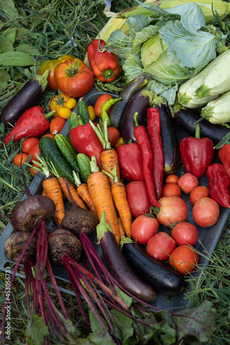 Harvest of vegetables