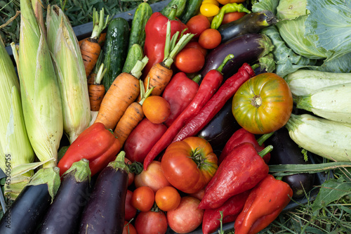 Harvest of vegetables