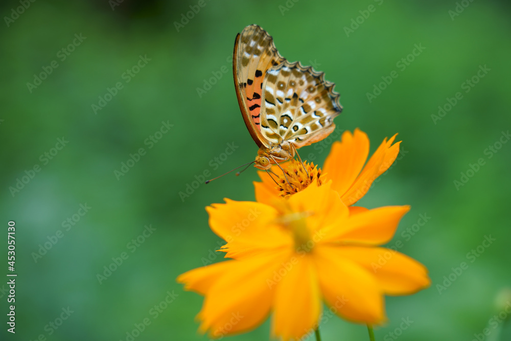 Obraz premium キバナコスモスの花に訪れるツマグロヒョウモン蝶