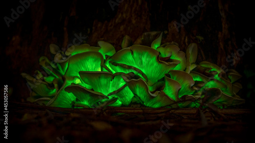 Ghost mushroom (Omphalotus nidiformis) a bioluminescent fungus SW Sydney Australia, To naked eye it is more of a white glow with camera picking up green glow long exposure single photo. photo