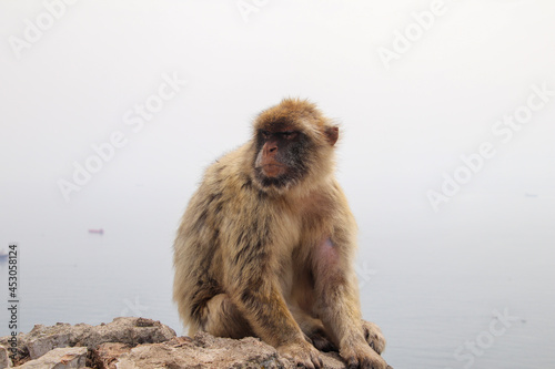 Barbary macaque sitting in Gibraltar Rock © TheHobbyistPhotogher
