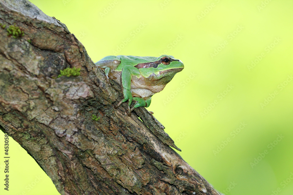 European tree frog with backlight illumination European tree frog with backlight illumination