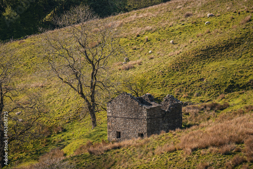 An old stone barn next to a tree in the Yorkshire Dales landscape near Cowgill, Cumbria, England, UK photo