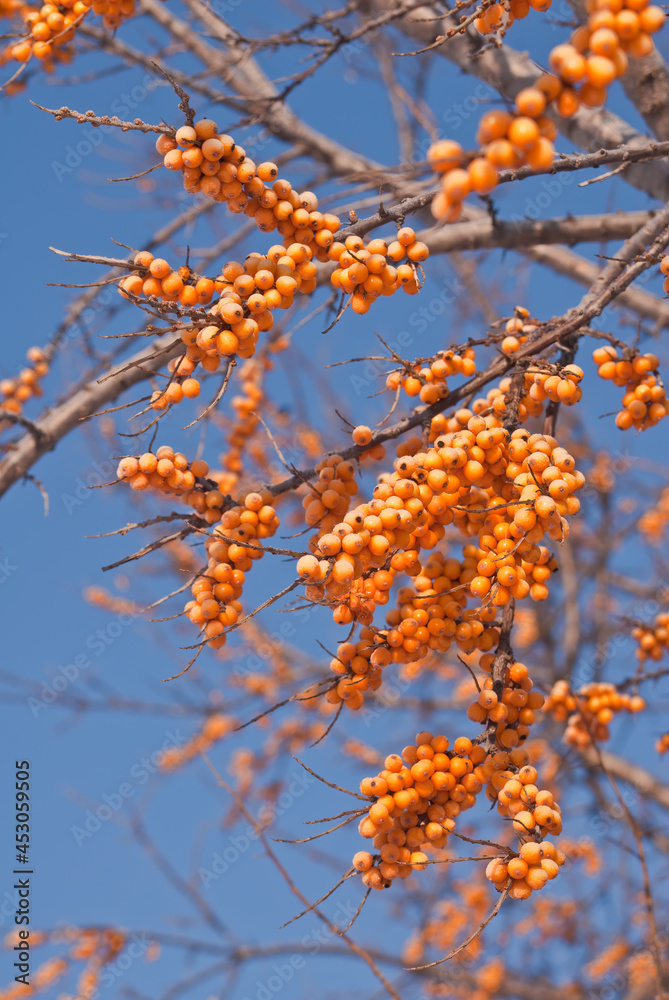 Common Sea Buckthorn (Hippophae rhamnoides) in orchard