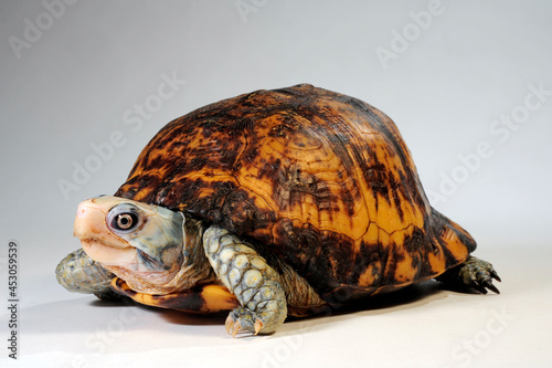 Yucatan-Dosenschildkröte // Yucatán box turtle (Terrapene carolina yucatana / Terrapene yucatana)
