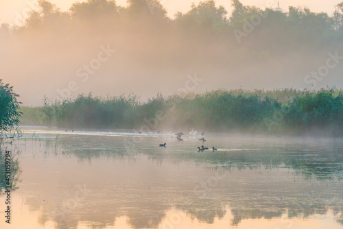 The edge of a misty lake with reed and wild flowers in wetland in sunlight at sunrise in summer, Almere, Flevoland, The Netherlands, August 25, 2021