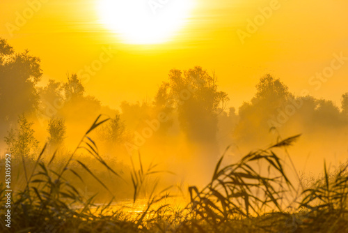 The edge of a misty lake with reed and wild flowers in wetland in sunlight at sunrise in summer, Almere, Flevoland, The Netherlands, August 25, 2021 © Naj