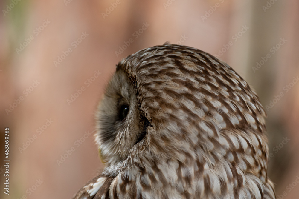 Fototapeta premium ふくろう