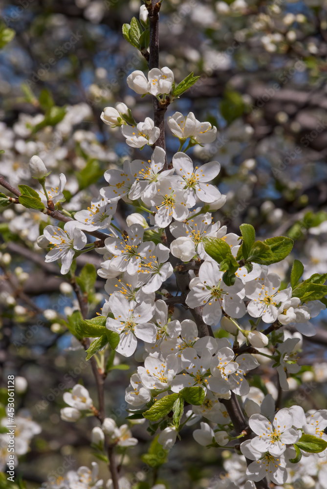 Plum (Prunus domestica) in orchard Plum (Prunus domestica) in orchard