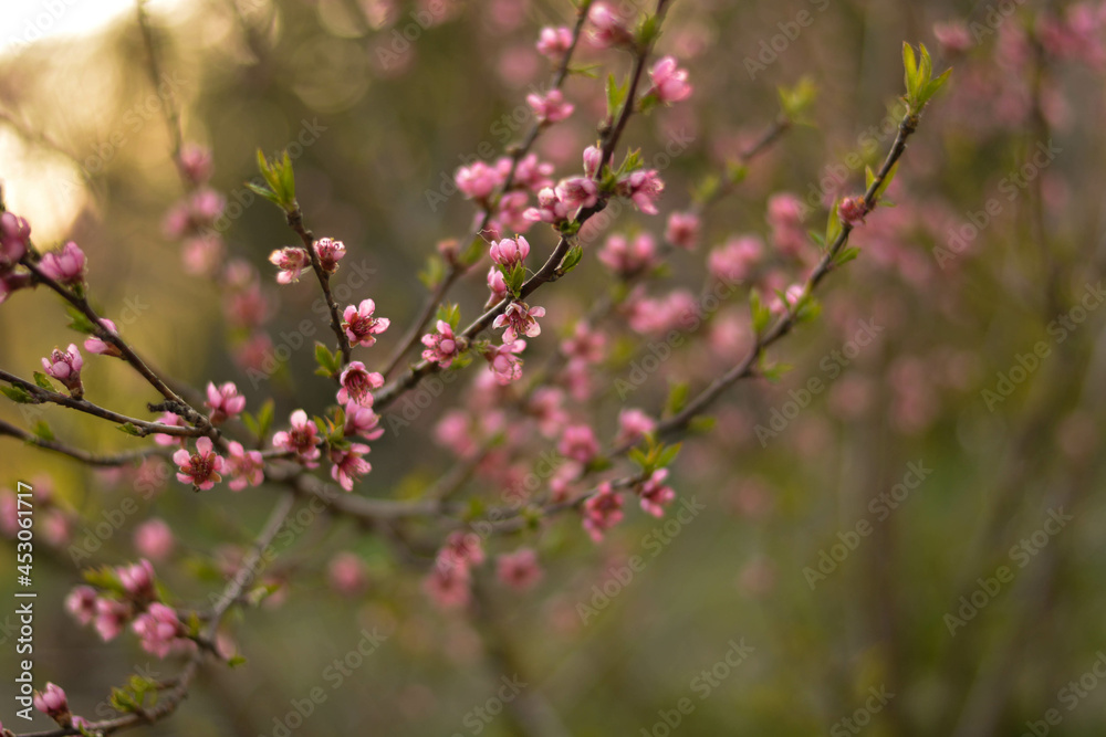 Wiosenna brzoskwinia