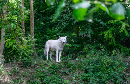 loup