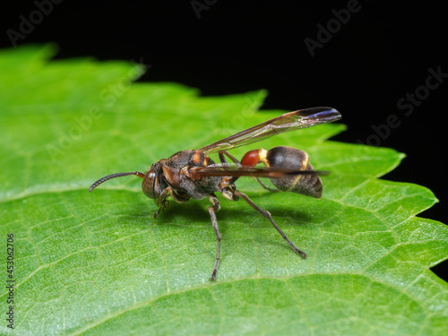Macro Photo of Wasp on Green Leaf Isolated on Black Background © backiris