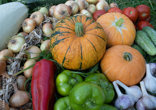 Autumn vegetables, close-up. Pumpkins, green and red paprika, onions, tomatoes and cucumbers are on green grass. Organic food background. The concept of Harvest, Thanksgiving day, Halloween