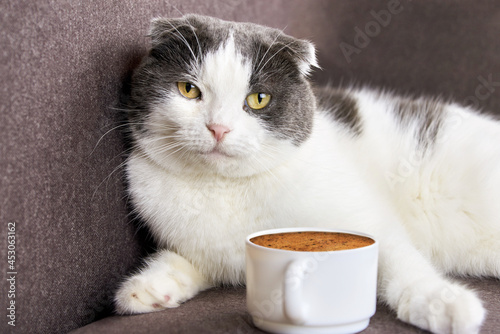 A fold-eared cat lies near a cup of coffee.