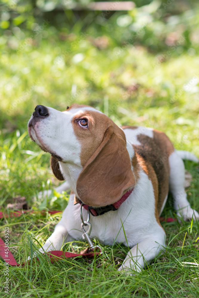 Portrait of cute beagle dog on a green meadow Portrait of cute beagle dog on a green meadow