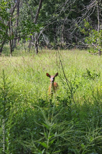 Young wild deer looking right at the camera while standing in the summer green meadow. © Lina