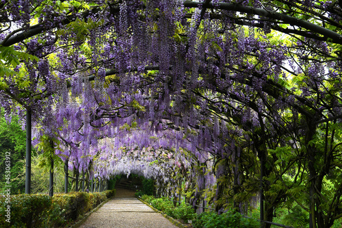 Beautiful purple wisteria in bloom. blooming wisteria tunnel at Bardini garden near Piazzale Michelangelo in Florence, Italy.