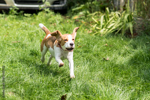 Portrait of  cute beagle dog playing on a green meadow