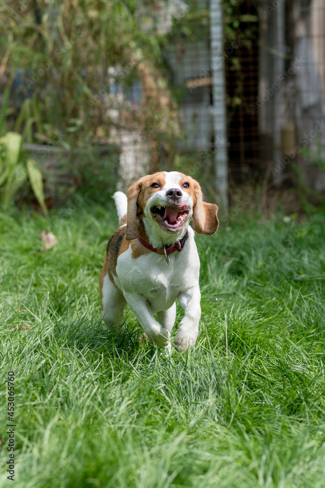 Portrait of cute beagle dog playing on a green meadow Portrait of cute beagle dog playing on a green meadow