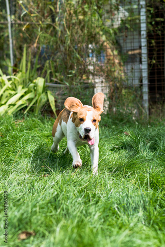 Portrait of  cute beagle dog playing on a green meadow